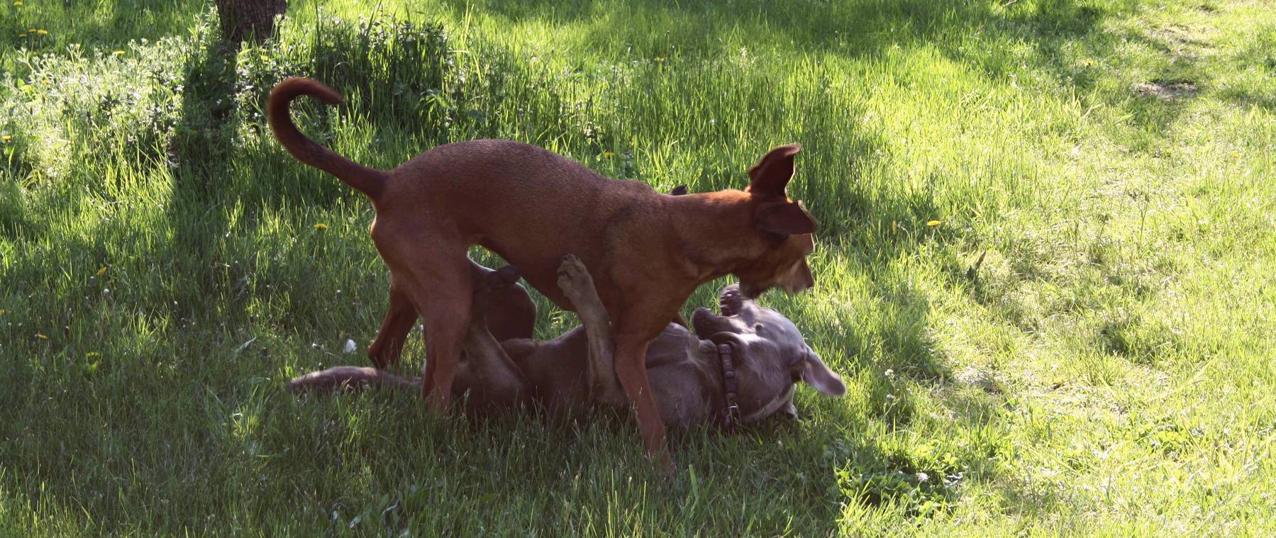 Hunde-Hof Wald & Wiese