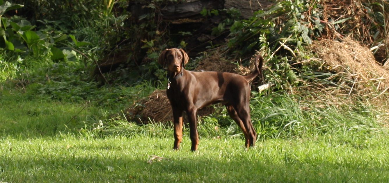 Hunde-Hof Wald & Wiese