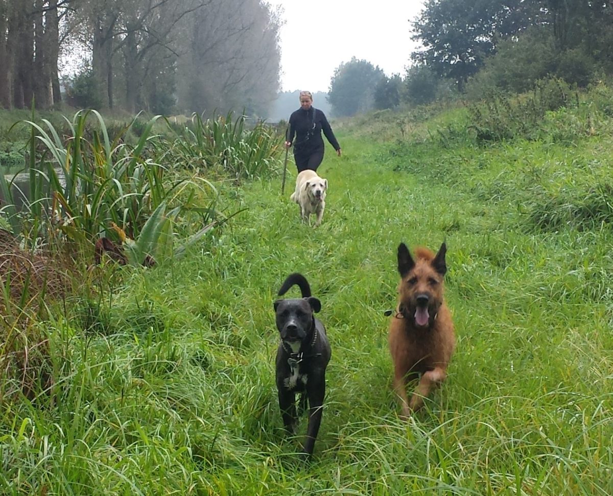 Hier bin ich Hund, hier darf ich�s sein… HundeHof