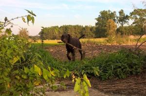 Titus mit Stock