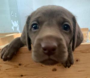 Hallo